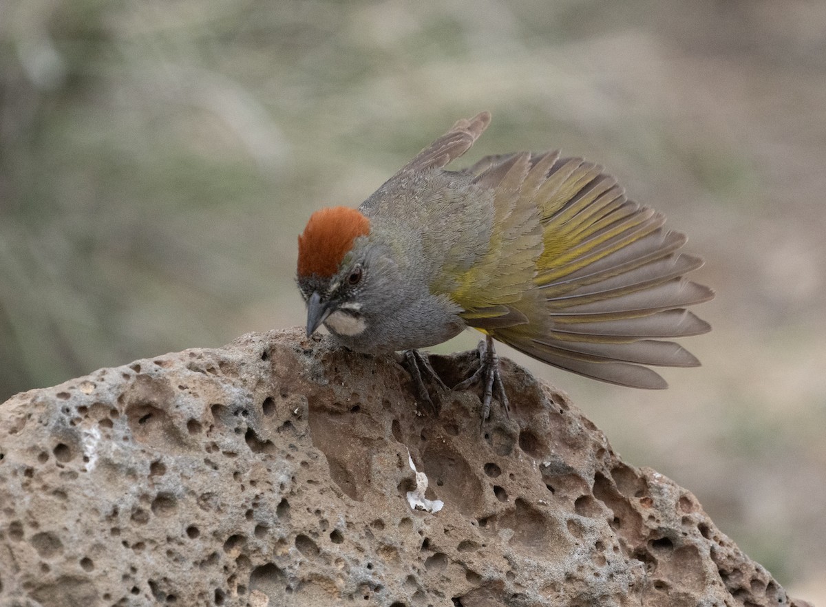 Green-tailed Towhee - ML637032209