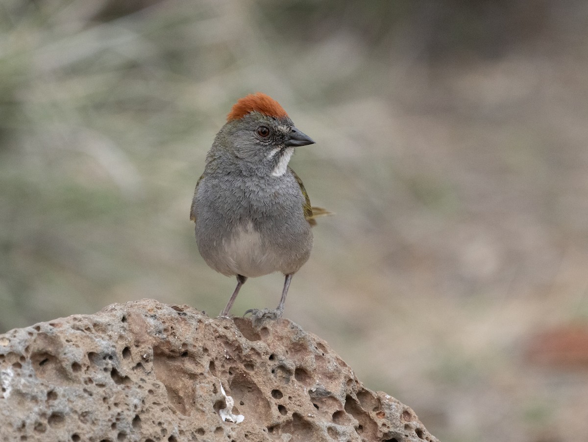 Green-tailed Towhee - ML637032210