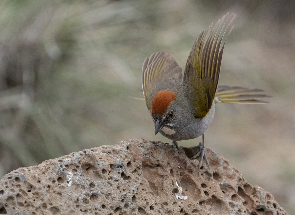 Green-tailed Towhee - ML637032211