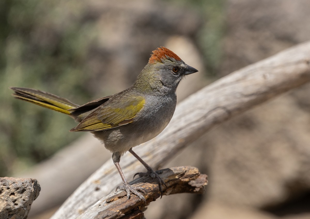 Green-tailed Towhee - ML637032212