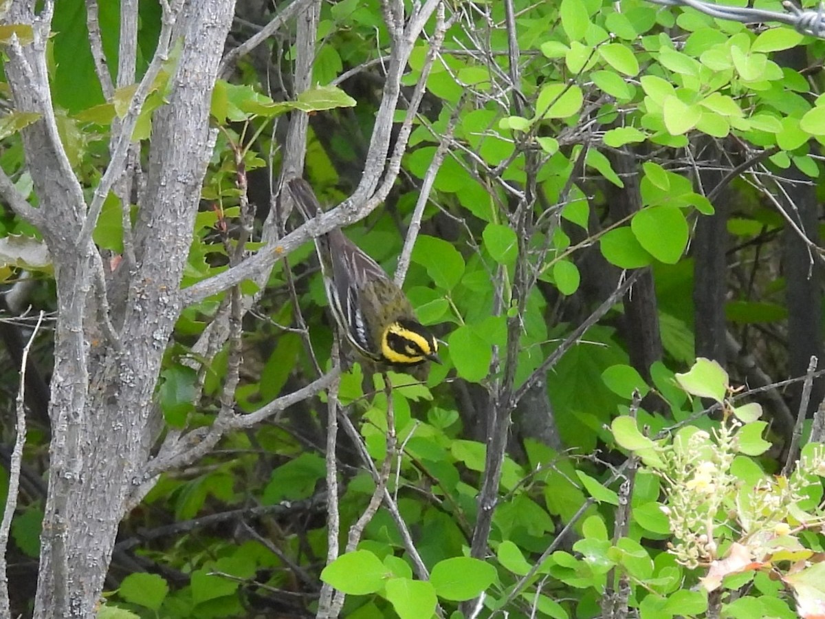 Townsend's Warbler - ML637032230
