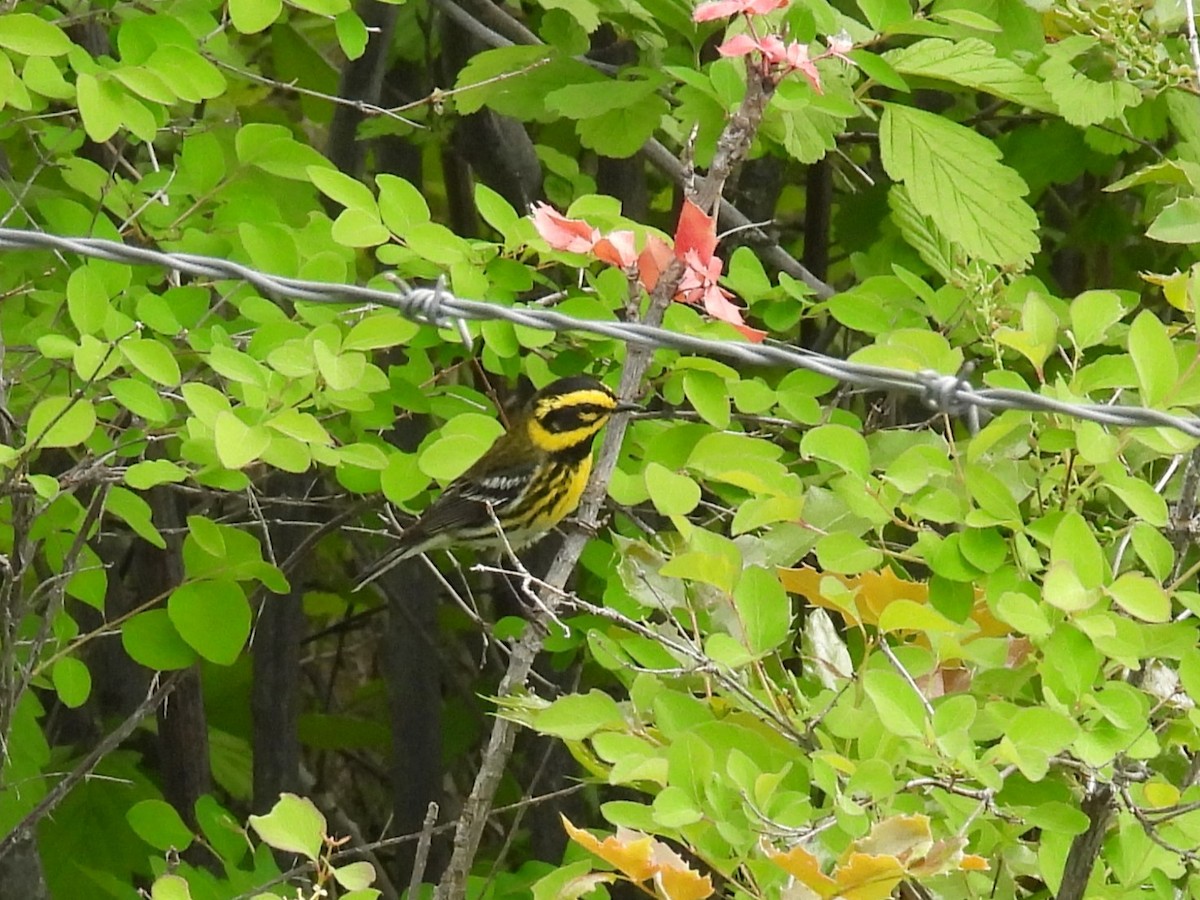 Townsend's Warbler - ML637032232