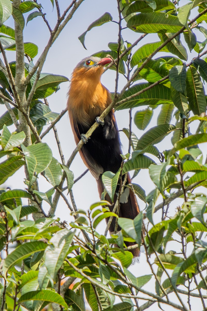 Black-bellied Cuckoo - ML637032295