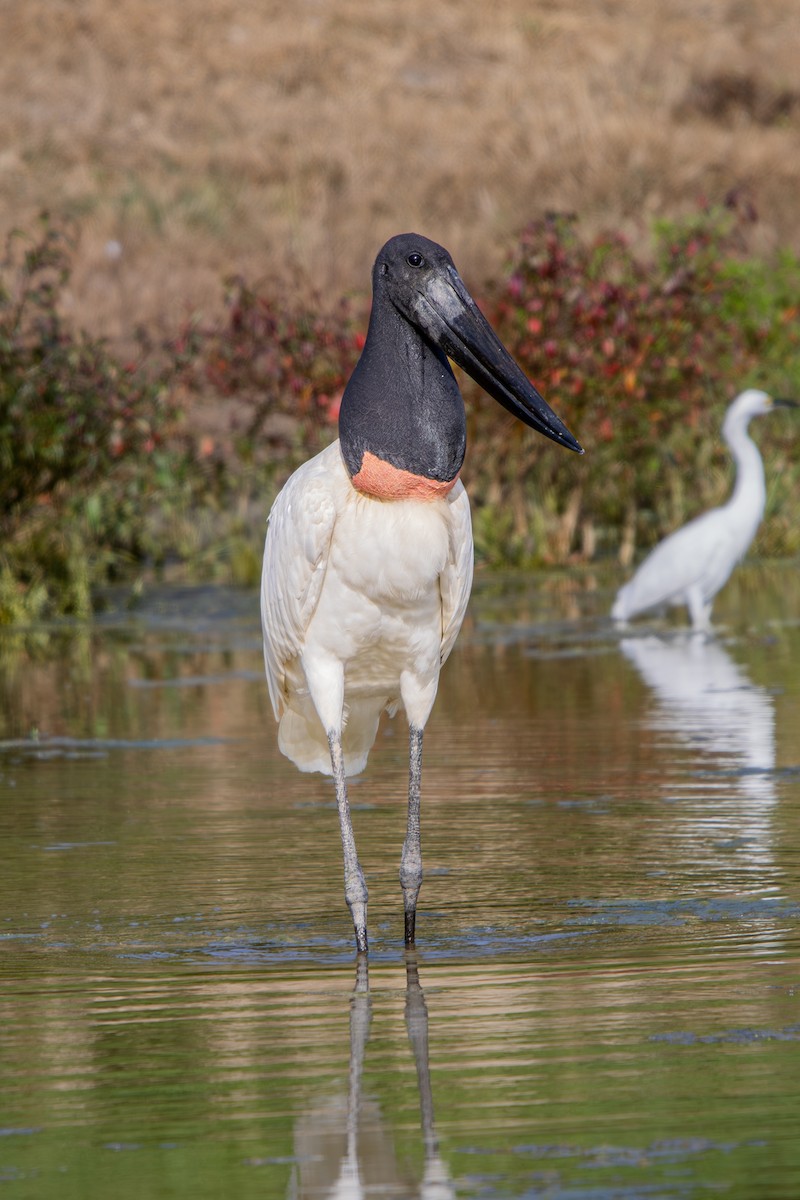 Jabiru - ML637032338