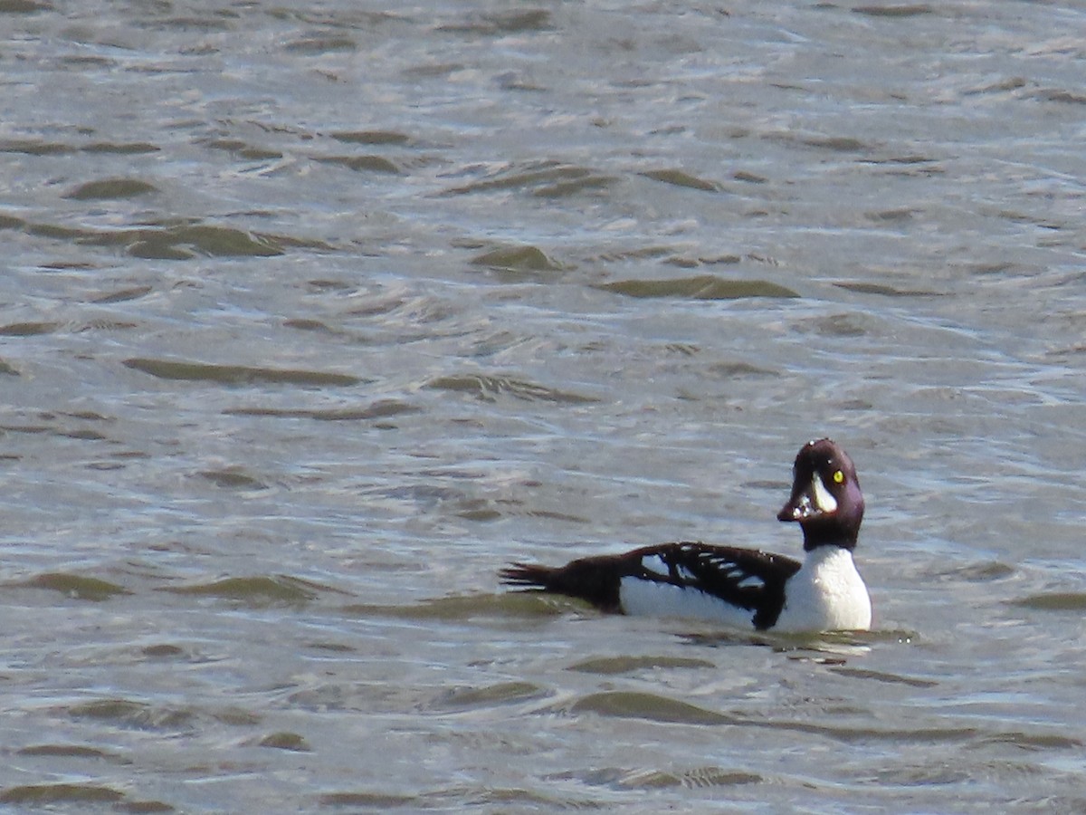 Barrow's Goldeneye - ML637032403