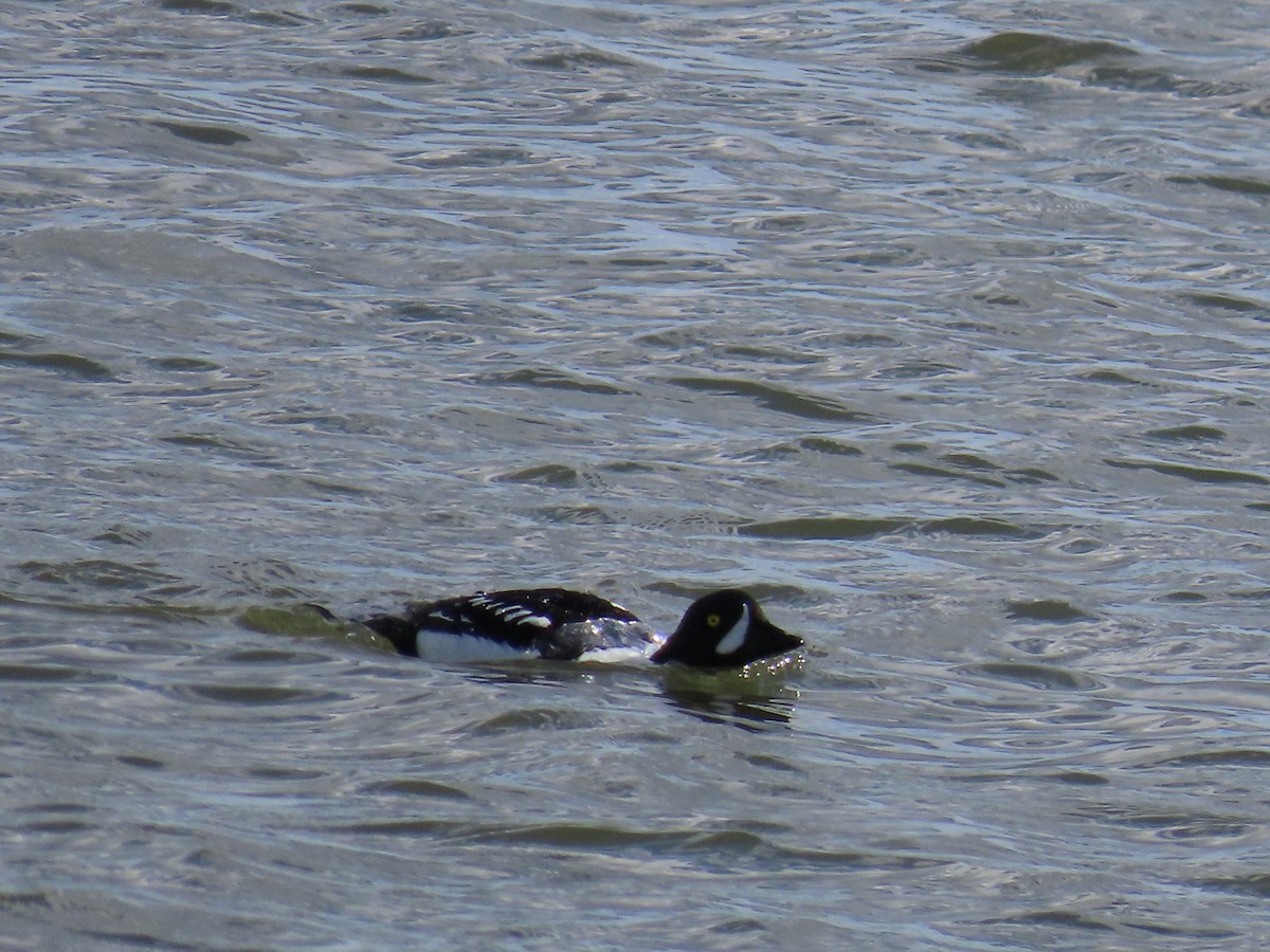 Barrow's Goldeneye - ML637032404