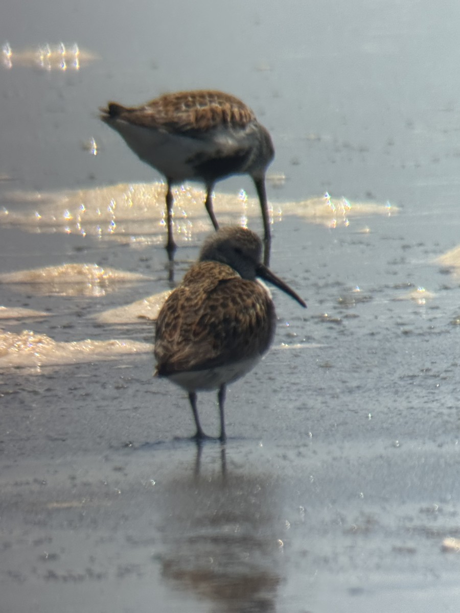 Dunlin - ML637032451