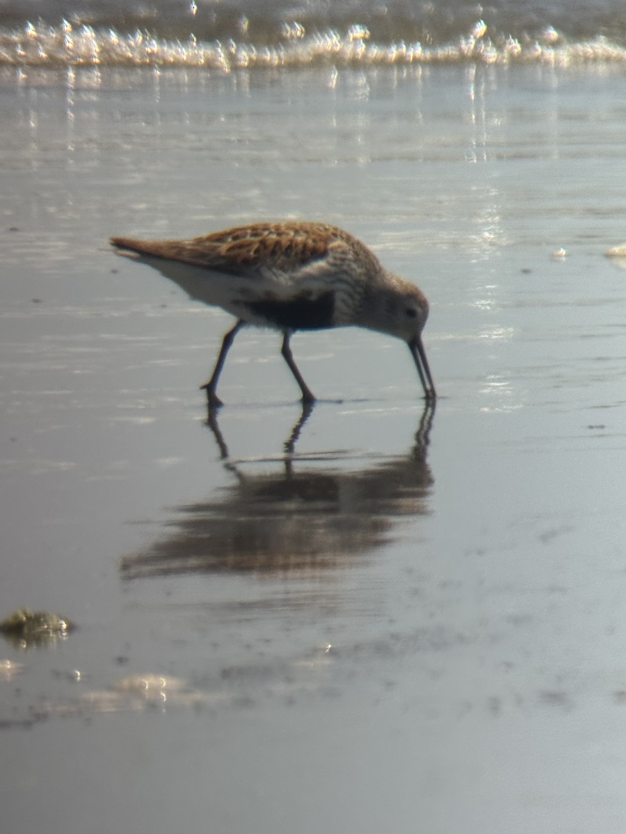 Dunlin - ML637032452