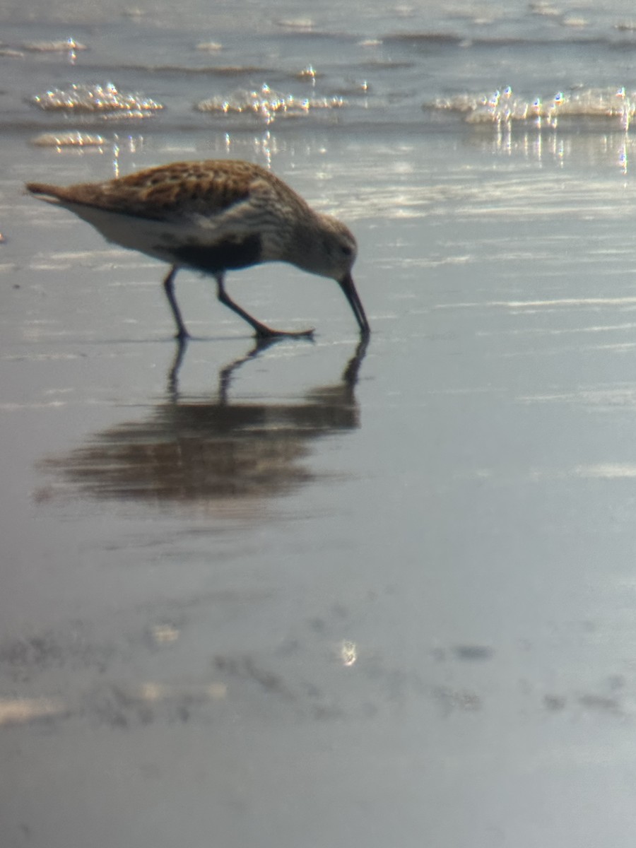 Dunlin - ML637032453