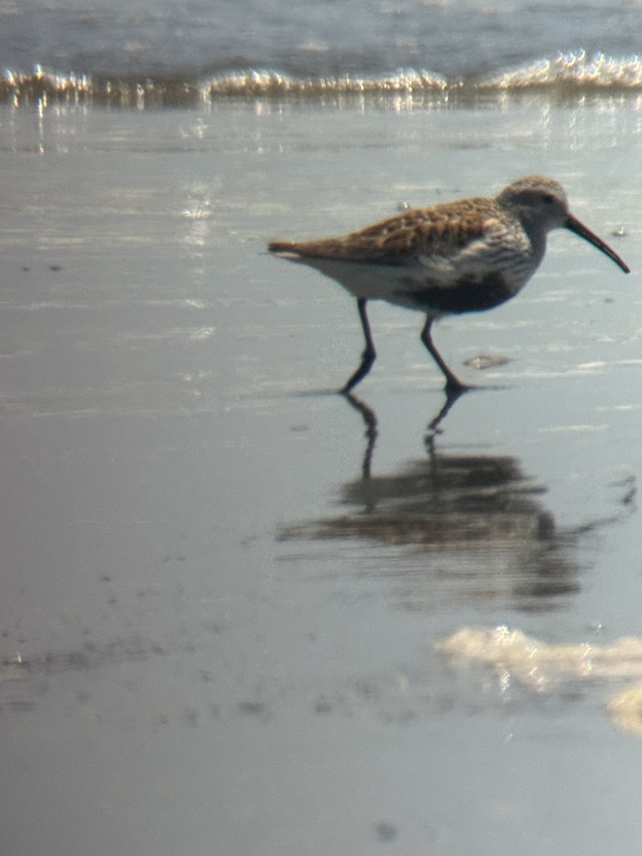 Dunlin - ML637032454