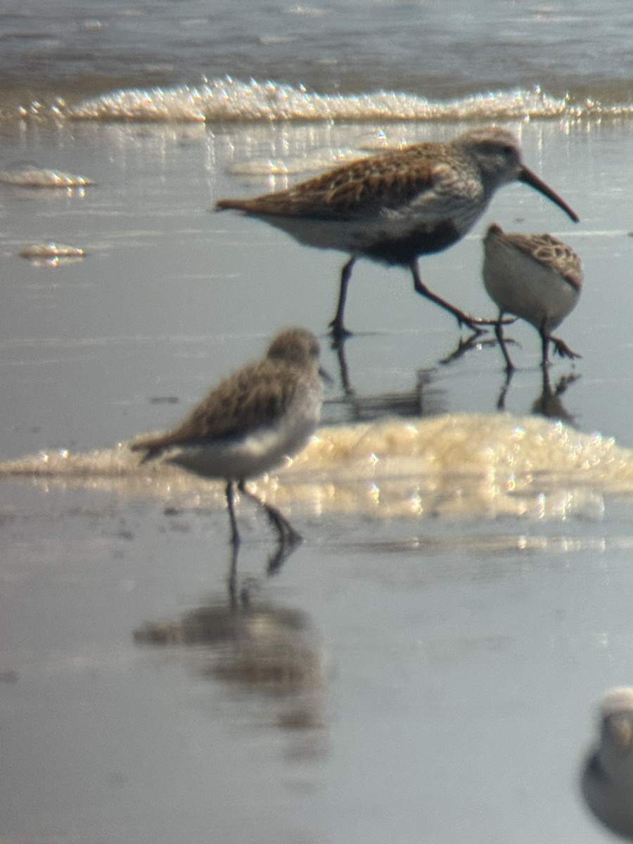 Dunlin - ML637032455