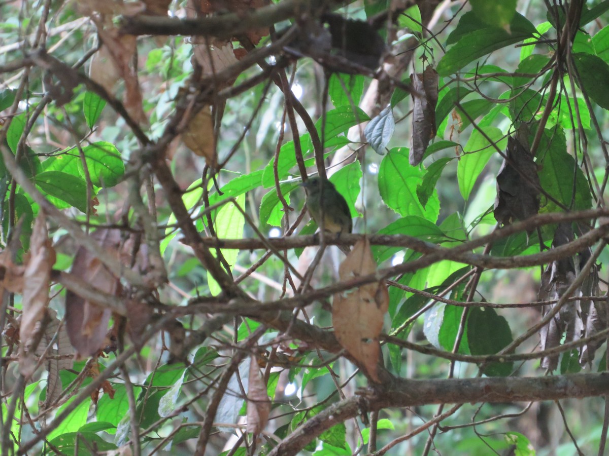 Velvety Manakin - ML637032531