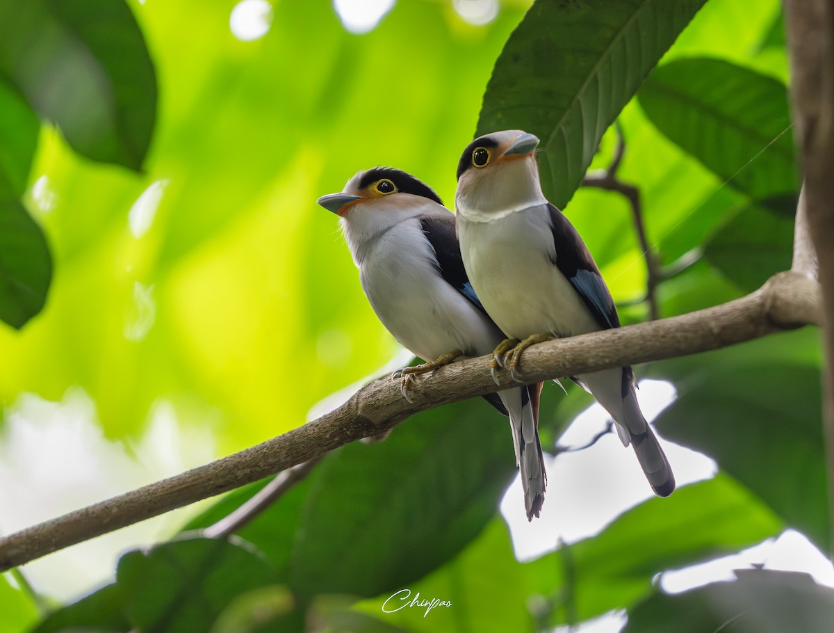 Silver-breasted Broadbill - ML637032548