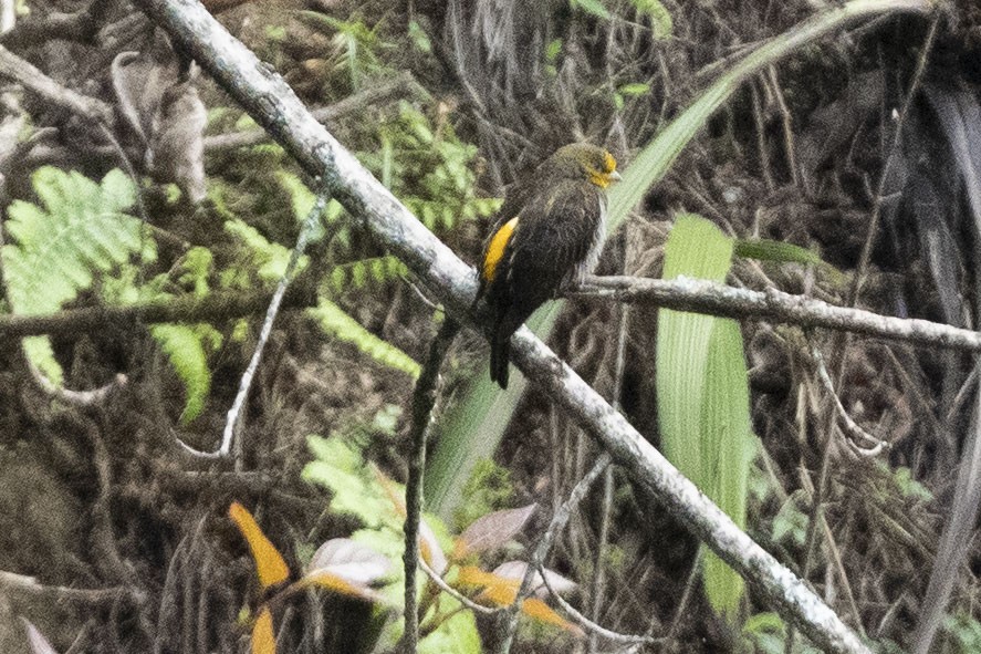 Yellow-rumped Honeyguide - ML637032586