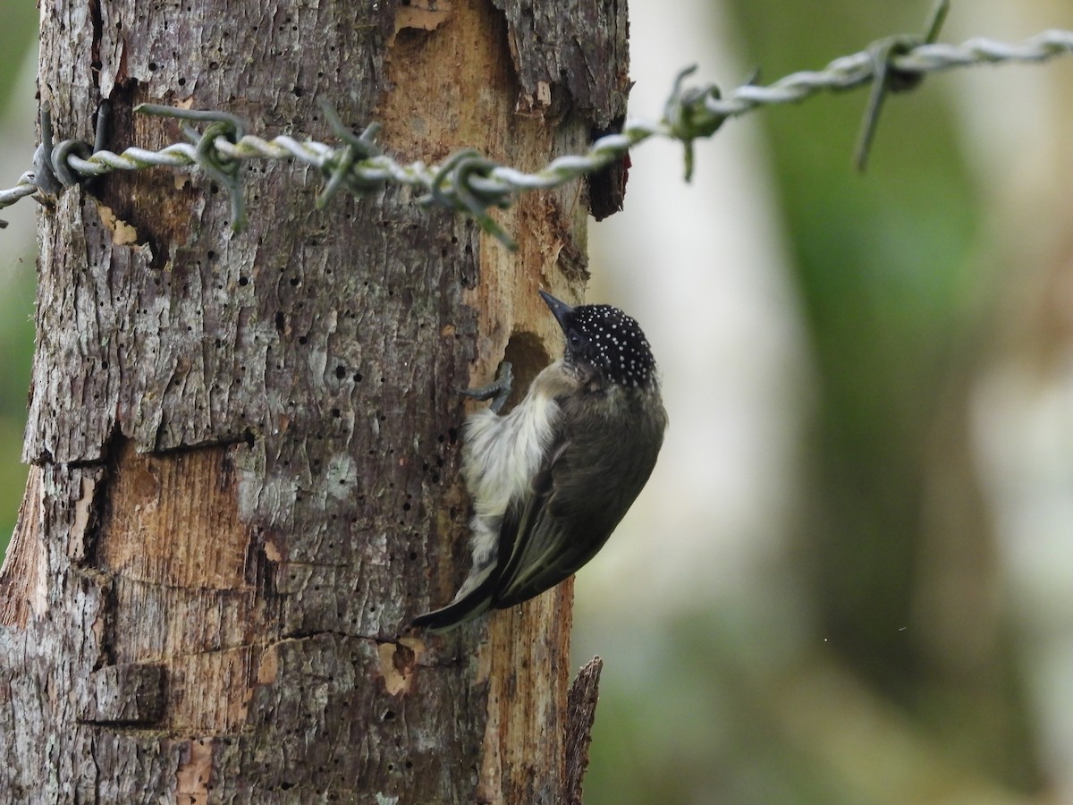 Grayish Piculet - ML637032615