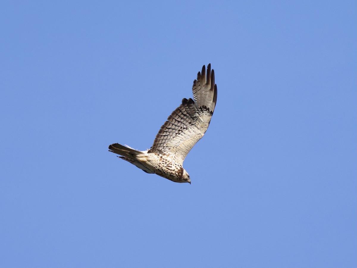 Swainson's Hawk - ML637032622
