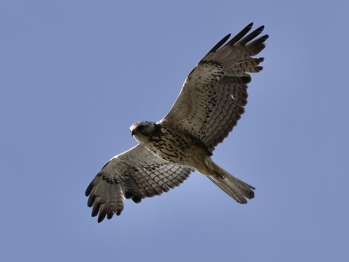 Swainson's Hawk - ML637032623