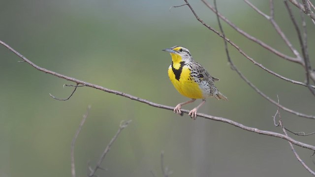 Western Meadowlark - ML637032629