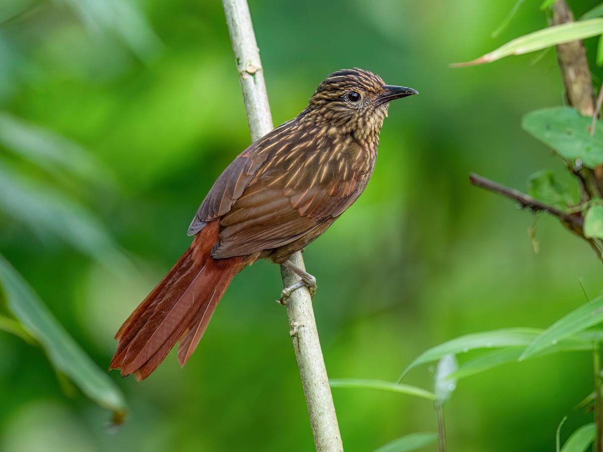 Striped Treehunter - Thripadectes holostictus - Birds of the World