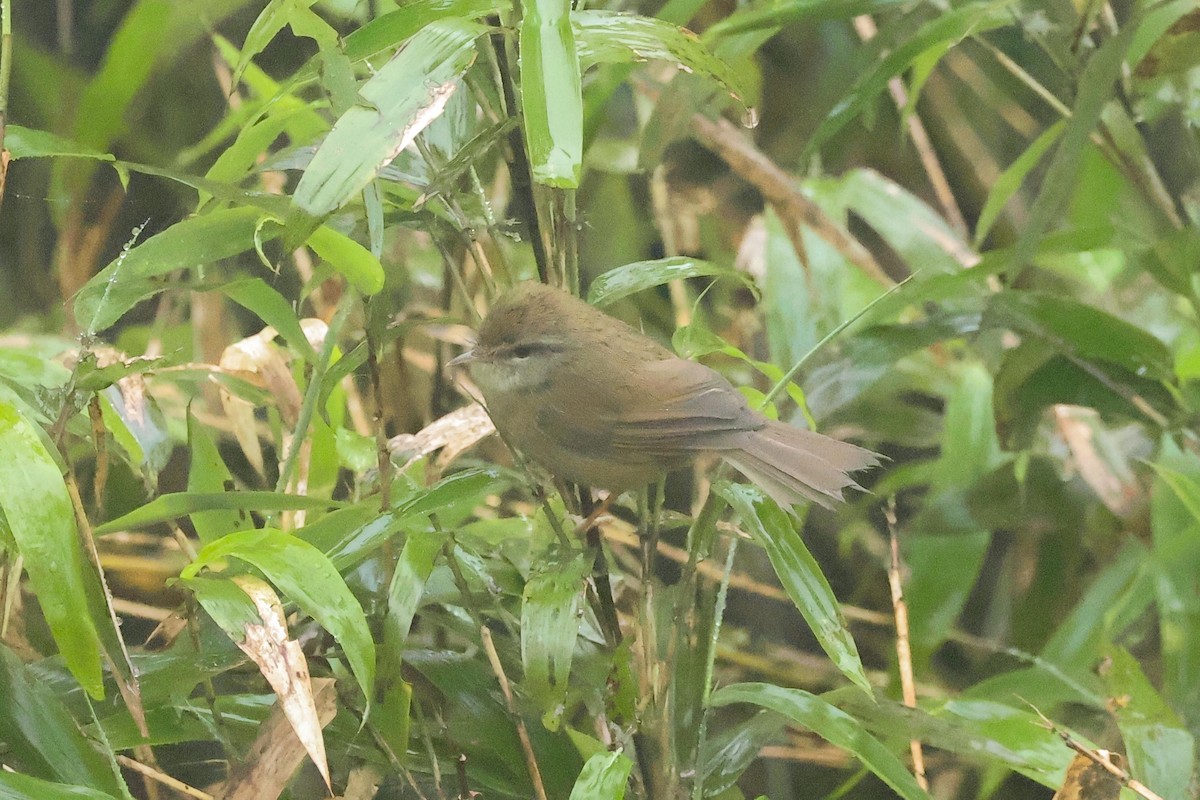 Aberrant Bush Warbler (Perplexing) - ML637032670