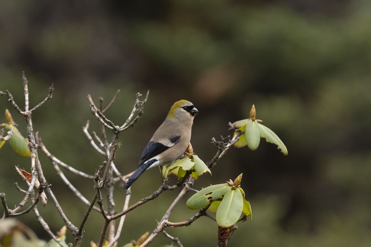 Red-headed Bullfinch - ML637032711