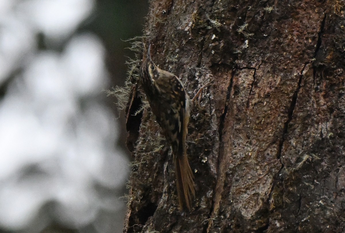 Rusty-flanked Treecreeper - ML637032712