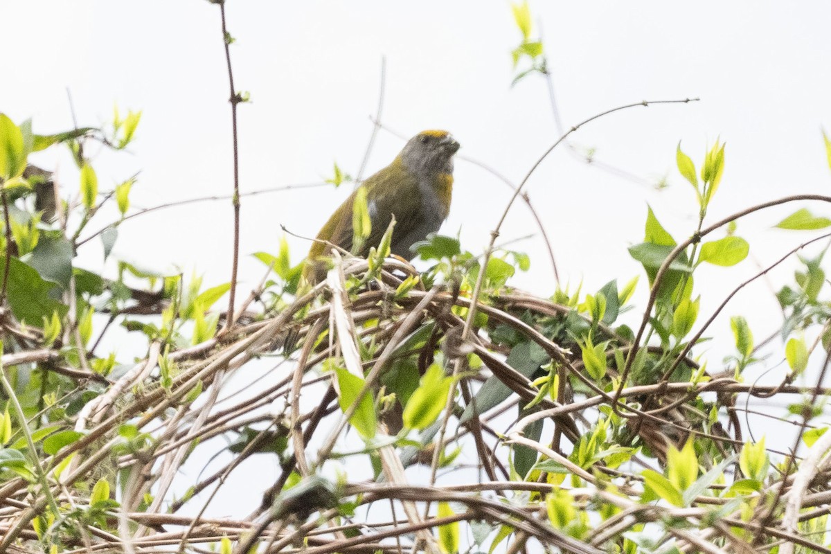 Crimson-browed Finch - ML637032724