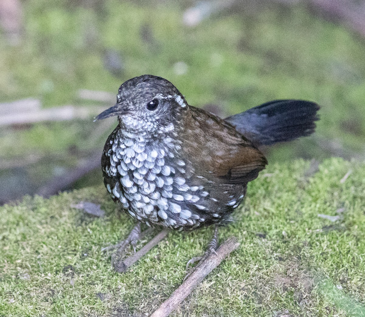 Sharp-tailed Streamcreeper - ML637032784