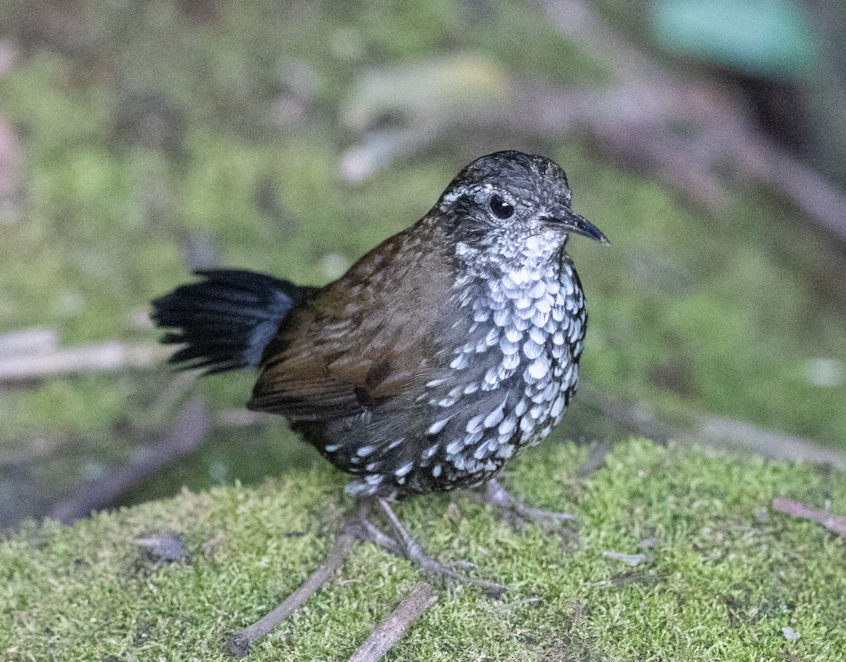 Sharp-tailed Streamcreeper - ML637032786