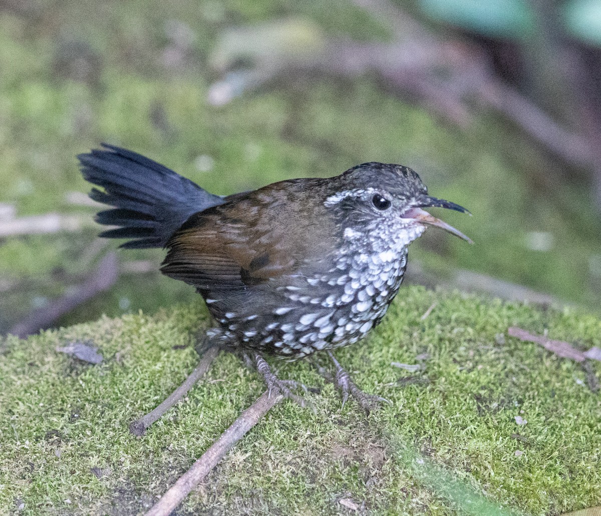 Sharp-tailed Streamcreeper - ML637032788