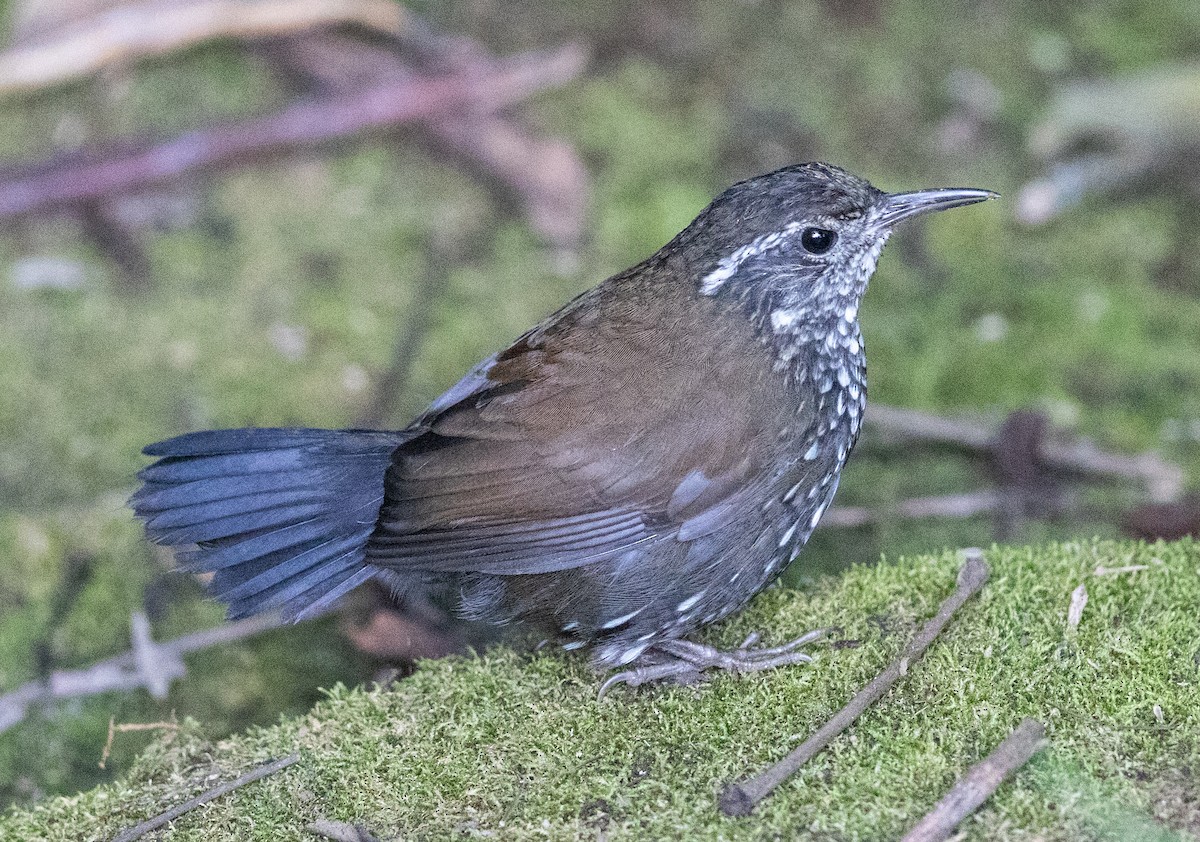 Sharp-tailed Streamcreeper - ML637032789