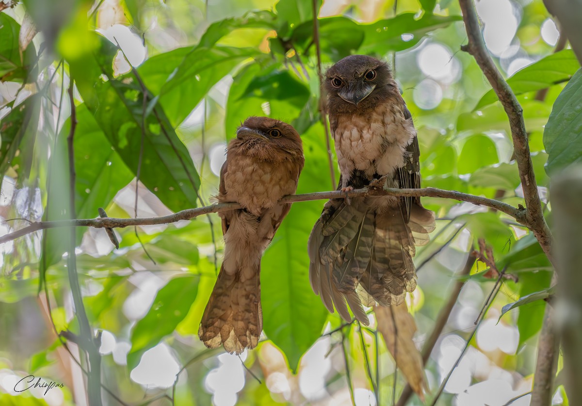 Gould's Frogmouth - ML637032794