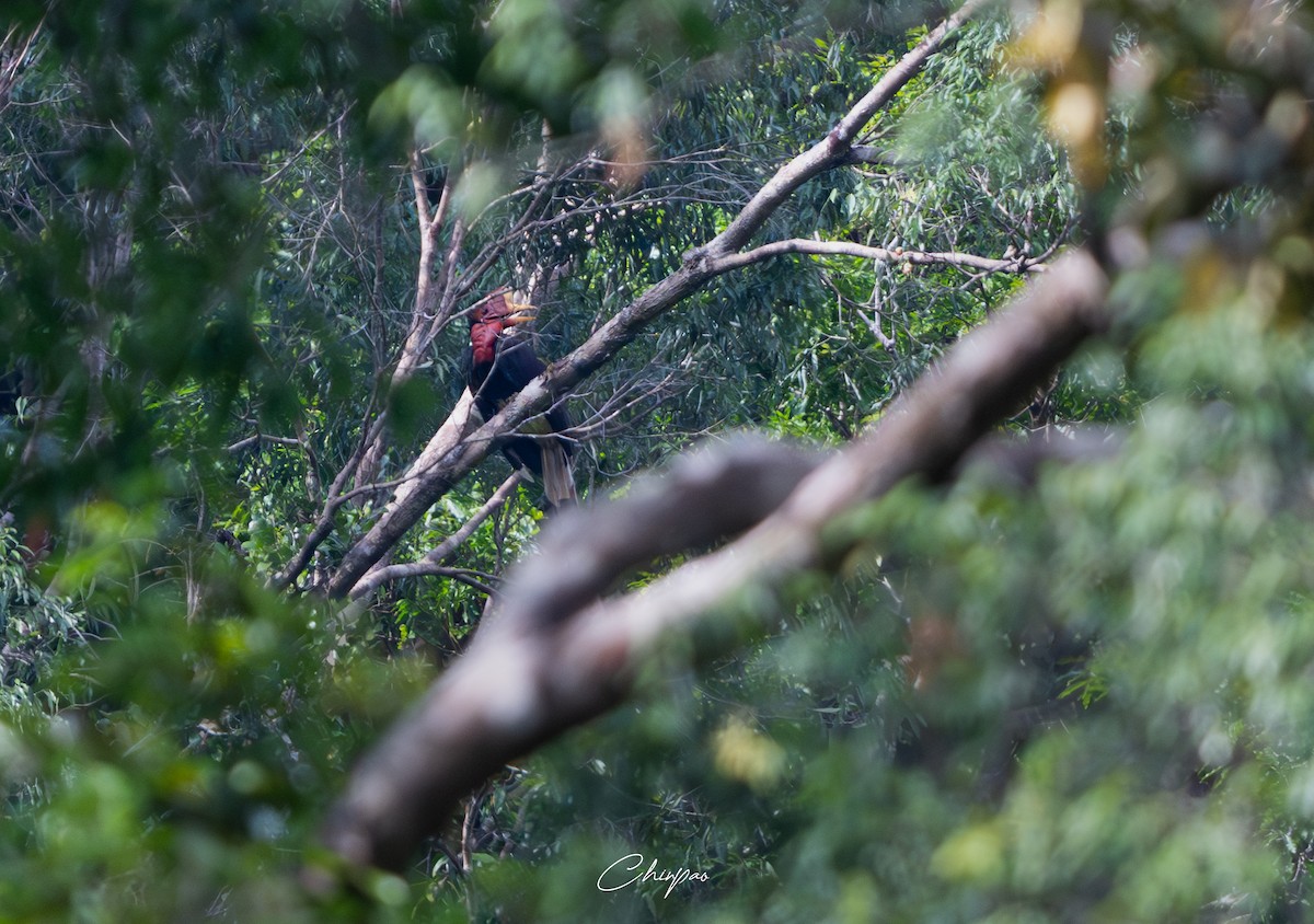 Helmeted Hornbill - ML637032808