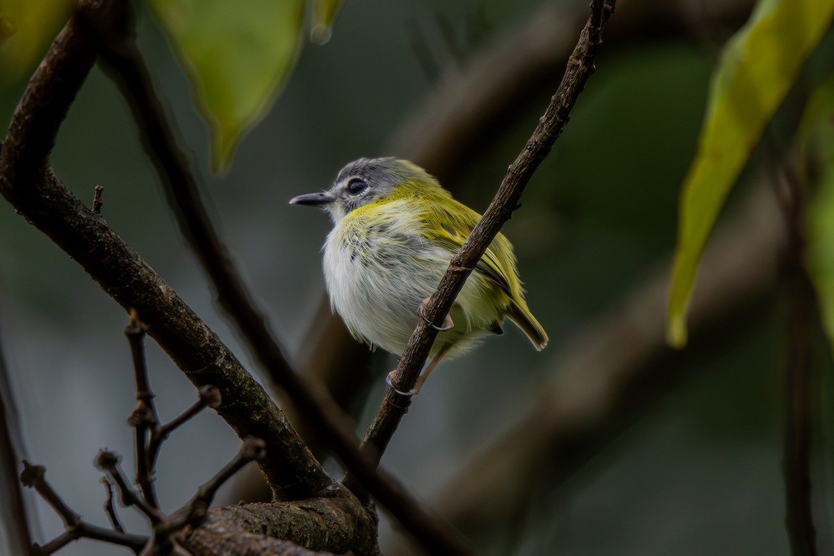Short-tailed Pygmy-Tyrant - ML637032895