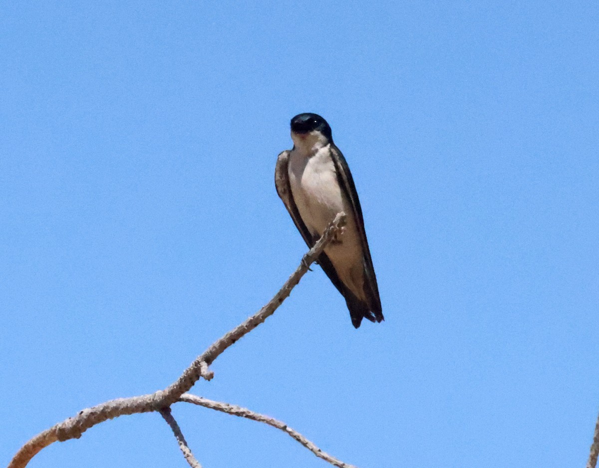 Tree Swallow - ML637032958