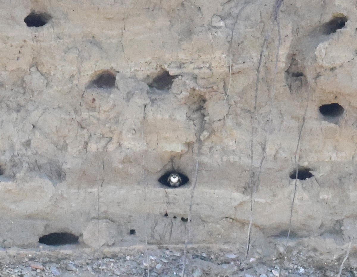 Bank Swallow - ML637032976