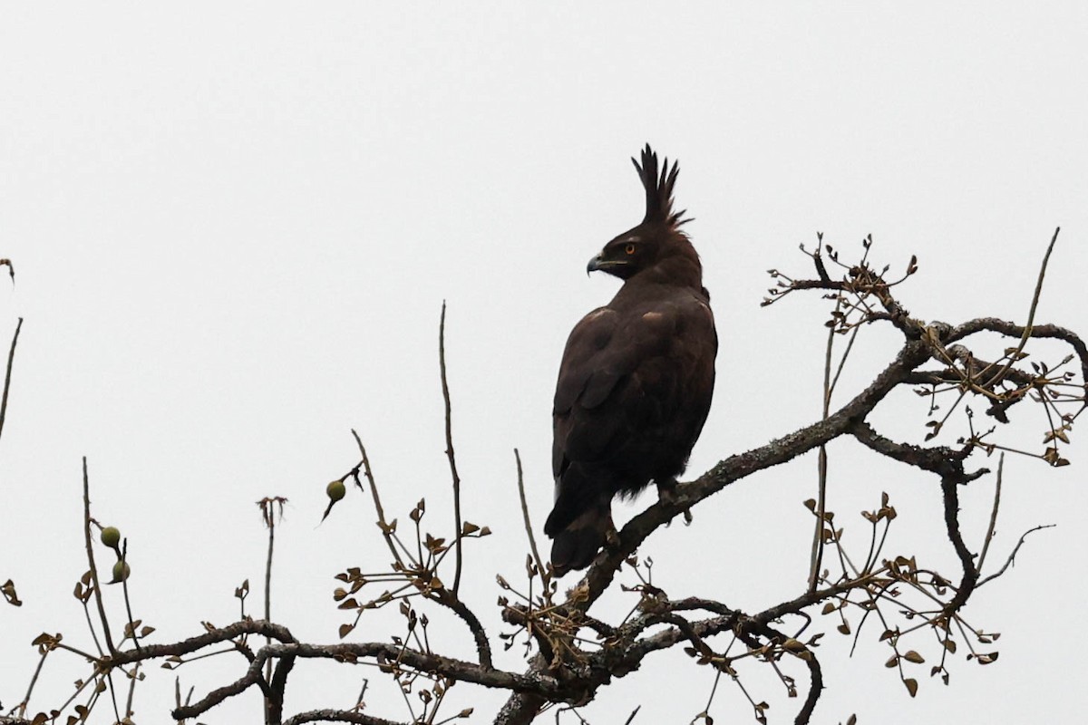 Long-crested Eagle - ML637032987