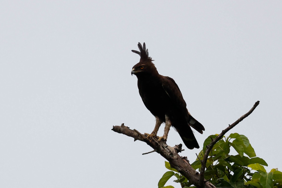 Long-crested Eagle - ML637032988