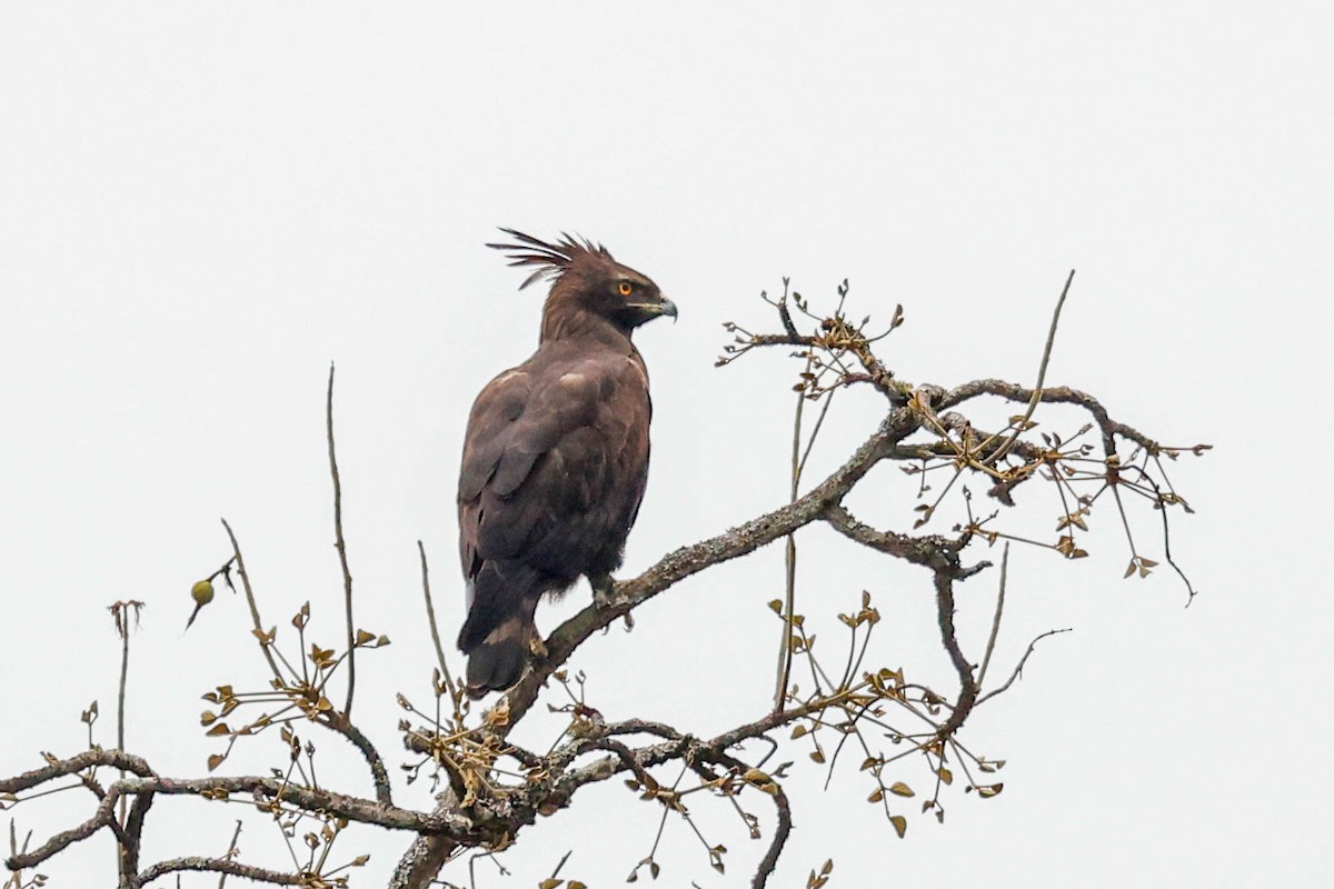 Long-crested Eagle - ML637032989