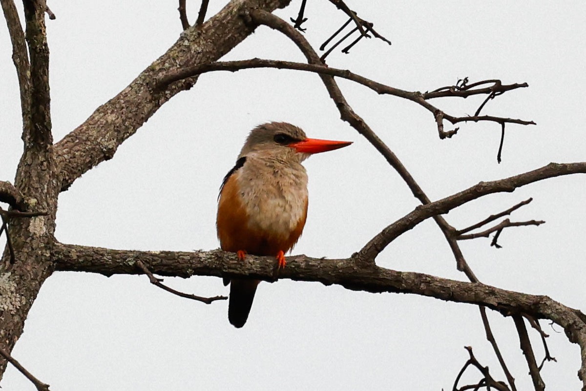 Gray-headed Kingfisher - ML637032999