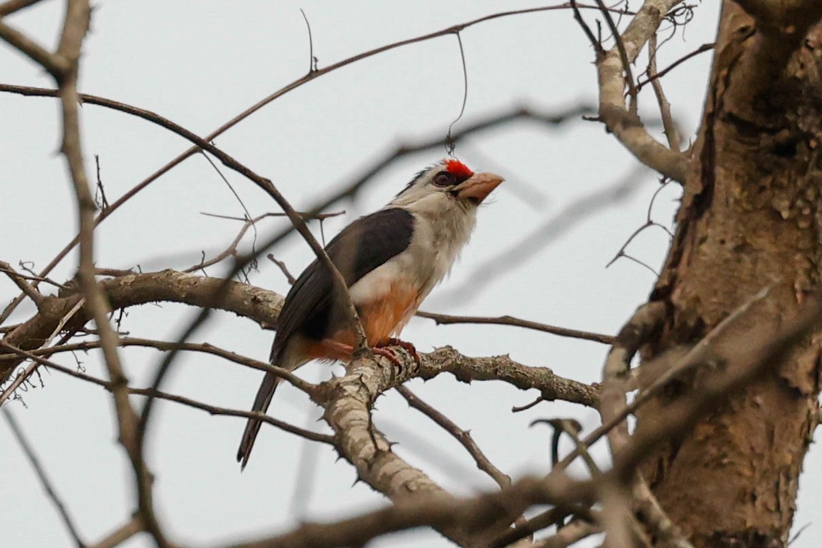 Black-backed Barbet - ML637033031
