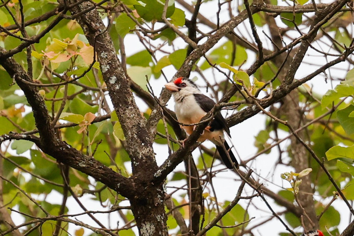 Black-backed Barbet - ML637033032