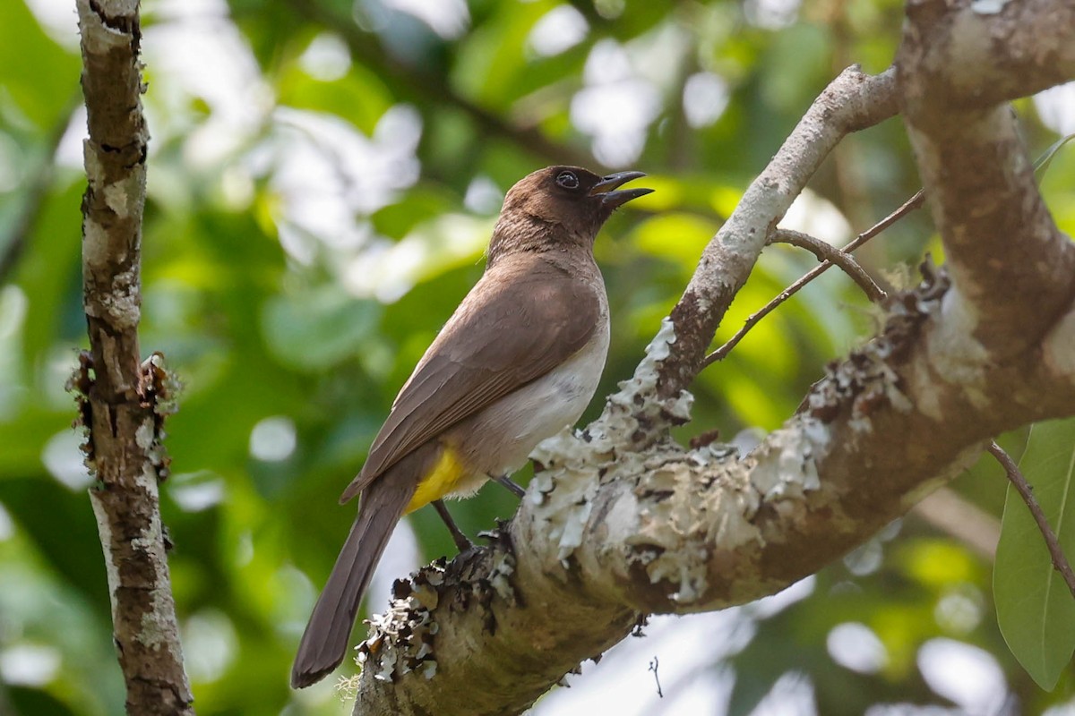 Common Bulbul - ML637033049