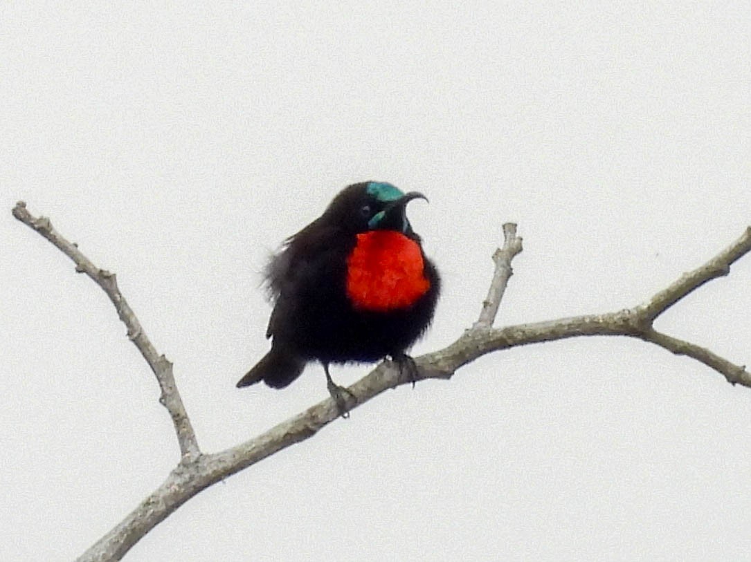Scarlet-chested Sunbird - ML637033056