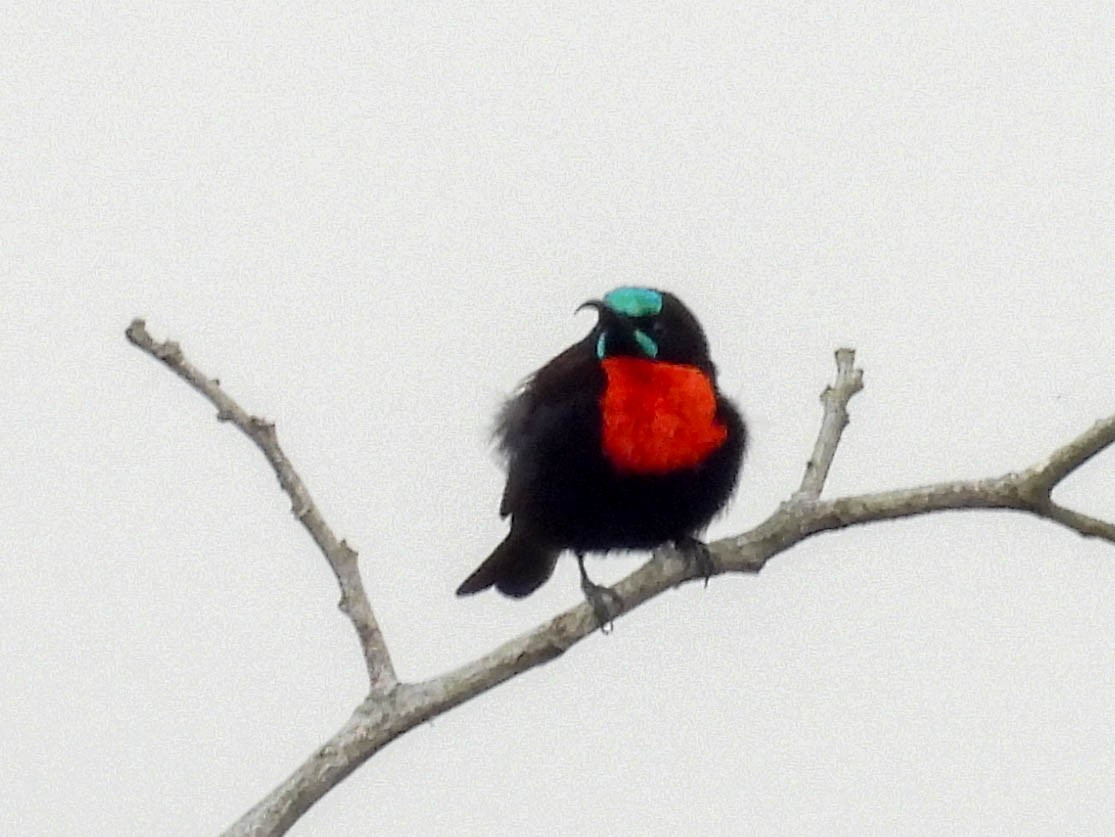 Scarlet-chested Sunbird - ML637033057