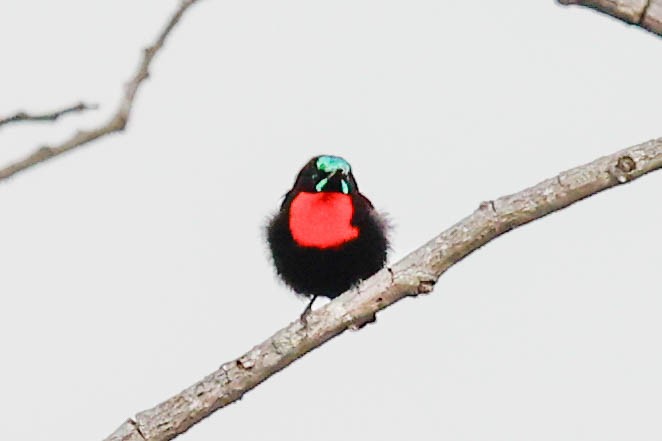 Scarlet-chested Sunbird - ML637033060