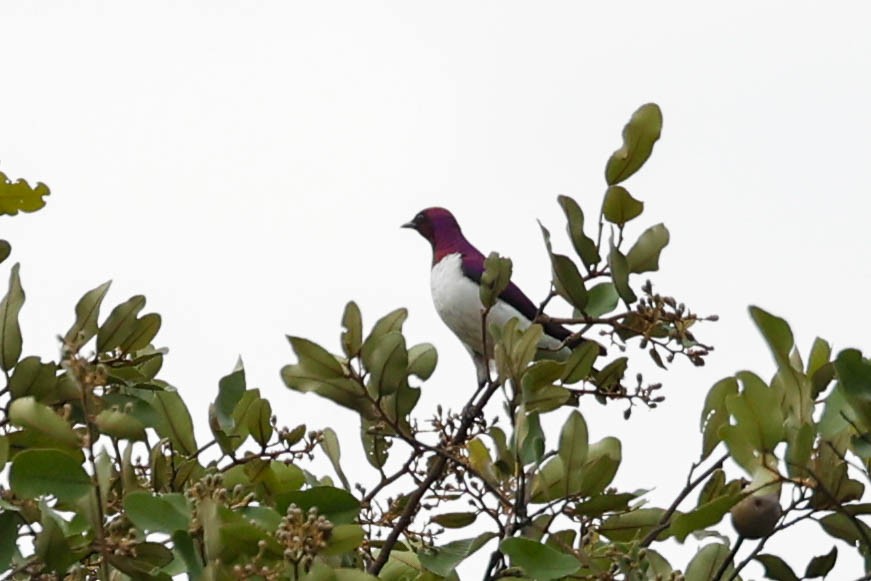 Violet-backed Starling - ML637033109