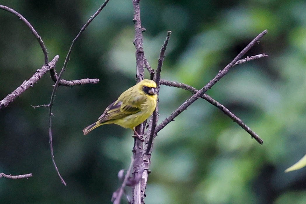 Black-faced Canary - ML637033127