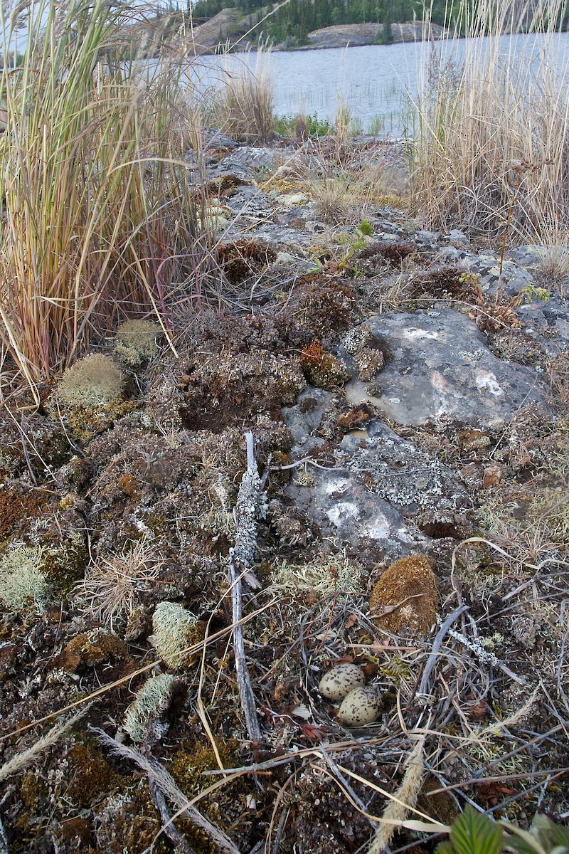 Common Tern - ML637033156