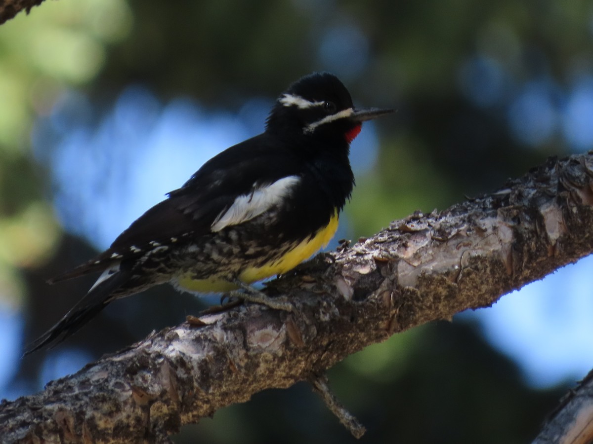 Williamson's Sapsucker - ML637033166